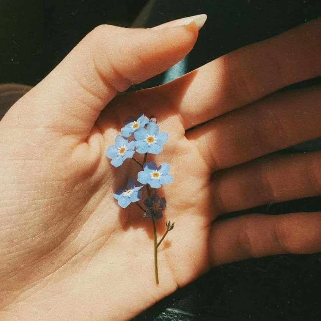 Spring 2026 Forget Me Not Flower